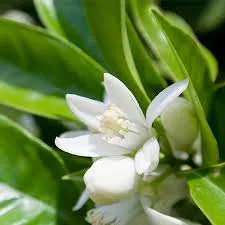 Neroli Pure Floral Absolute Oil 1